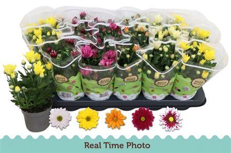 Горшечные цветы и растения оптом Chrys Gem 5 Kl * Spring Deal * от 18шт (для телеги) из Голландии с доставкой по России