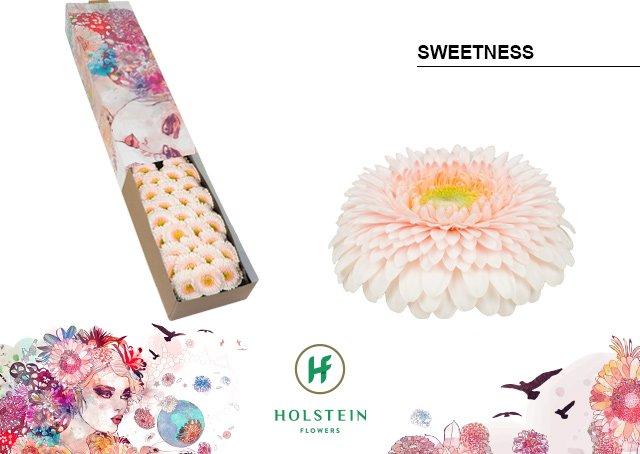 Срезанные цветы оптом Germini gerponi sweetness от 60шт из Голландии с доставкой по России