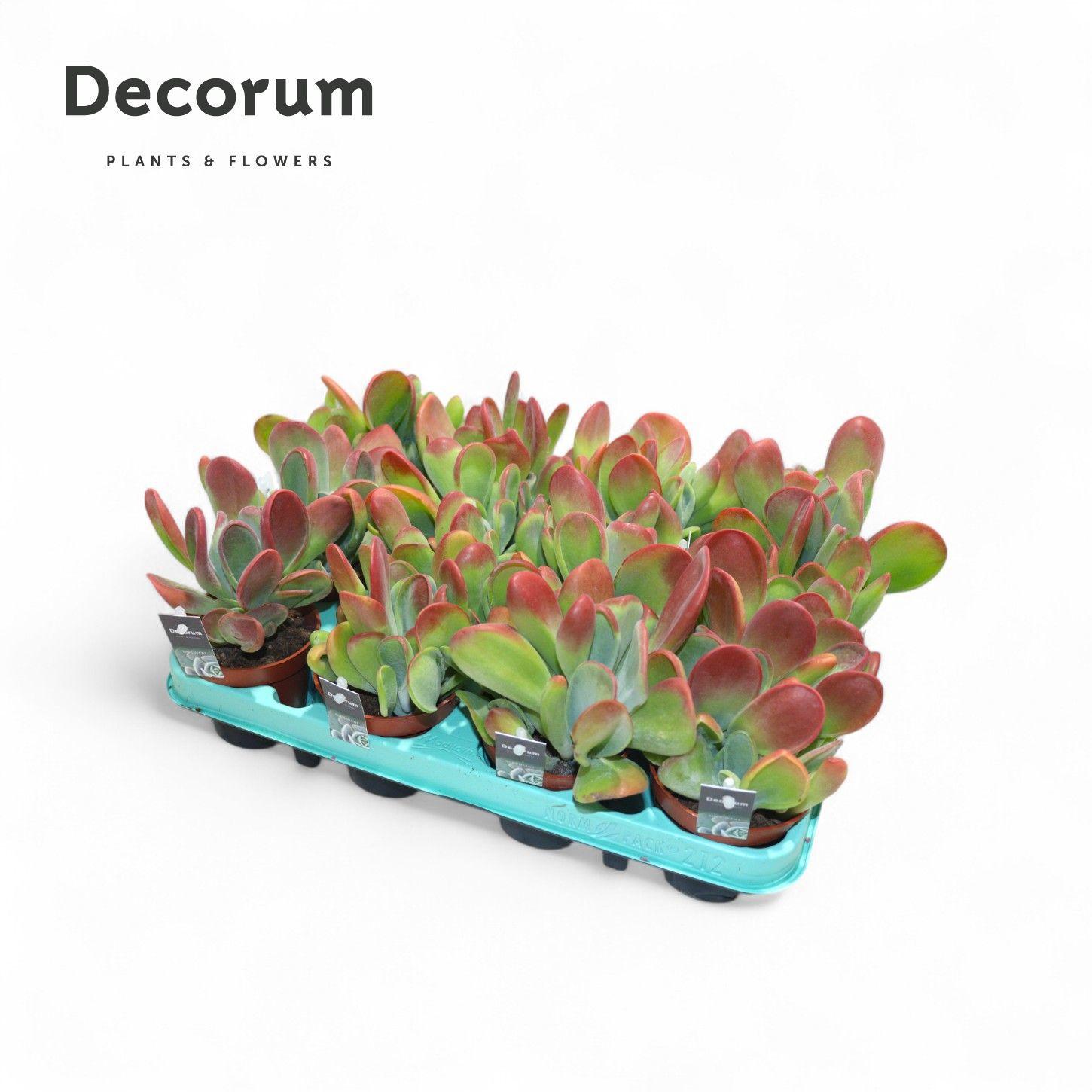 Горшечные цветы и растения оптом Kalanchoe Oricula от 12шт (для телеги) из Голландии с доставкой по России