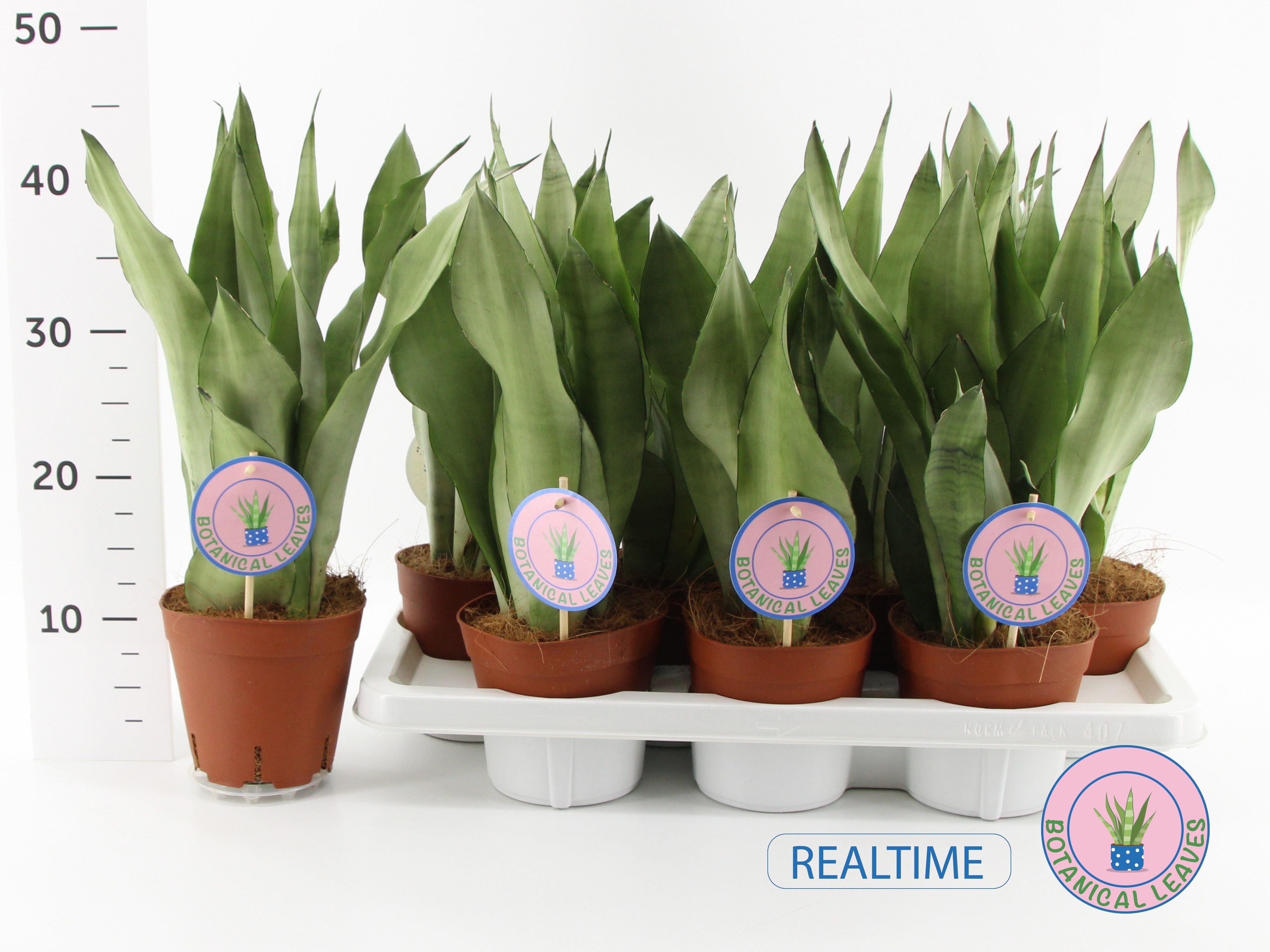 Горшечные цветы и растения оптом Sansev Moonshine от 7шт из Голландии с доставкой по России