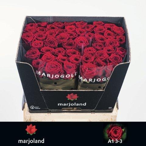Срезанные цветы оптом Rosa large red naomi! от 50шт из Голландии с доставкой по России