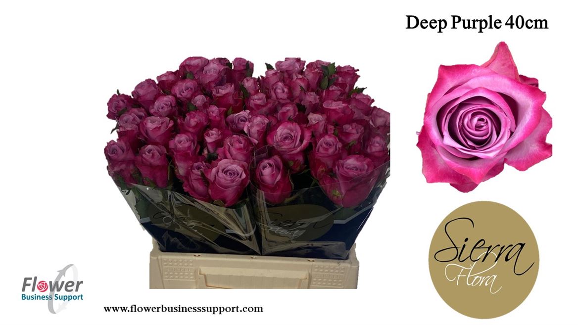 Срезанные цветы оптом Rosa large deep purple от 50шт из Голландии с доставкой по России