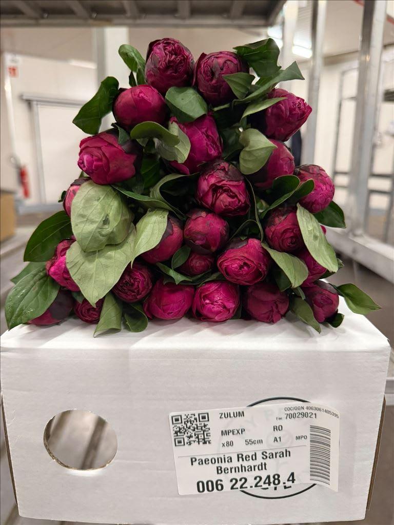 Срезанные цветы оптом Paeonia red sarah bernhardt от 80шт из Голландии с доставкой по России