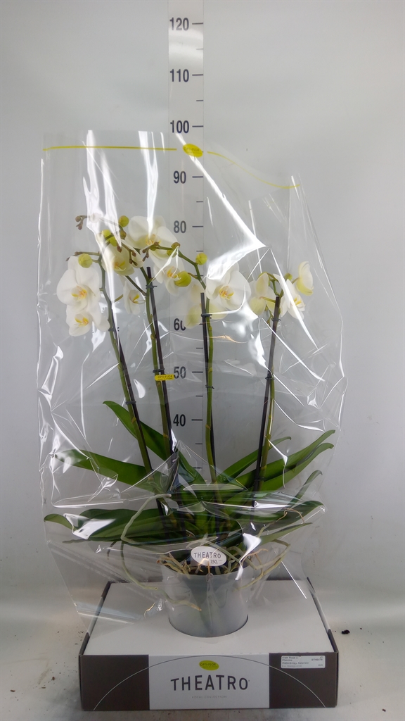 Горшечные цветы и растения оптом Phalaenopsis   ...white от 1шт из Голландии с доставкой по России