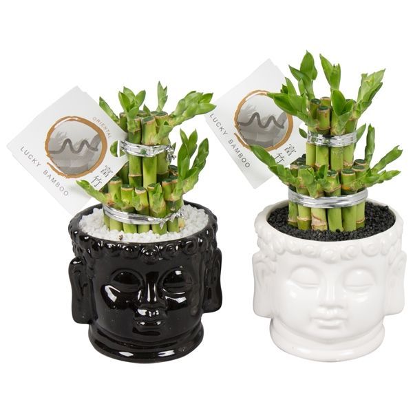 Горшечные цветы и растения оптом Lucky Bamboo Round 2small In Buddha Head Pot от 6шт из Голландии с доставкой по России