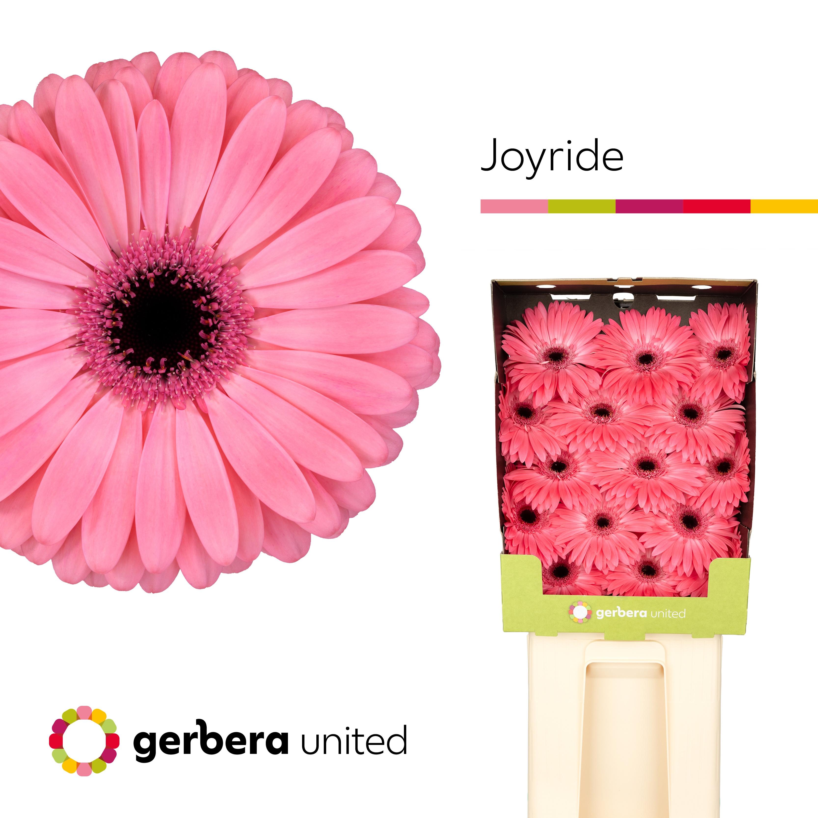 Срезанные цветы оптом Gerbera diamond joyride от 30шт из Голландии с доставкой по России