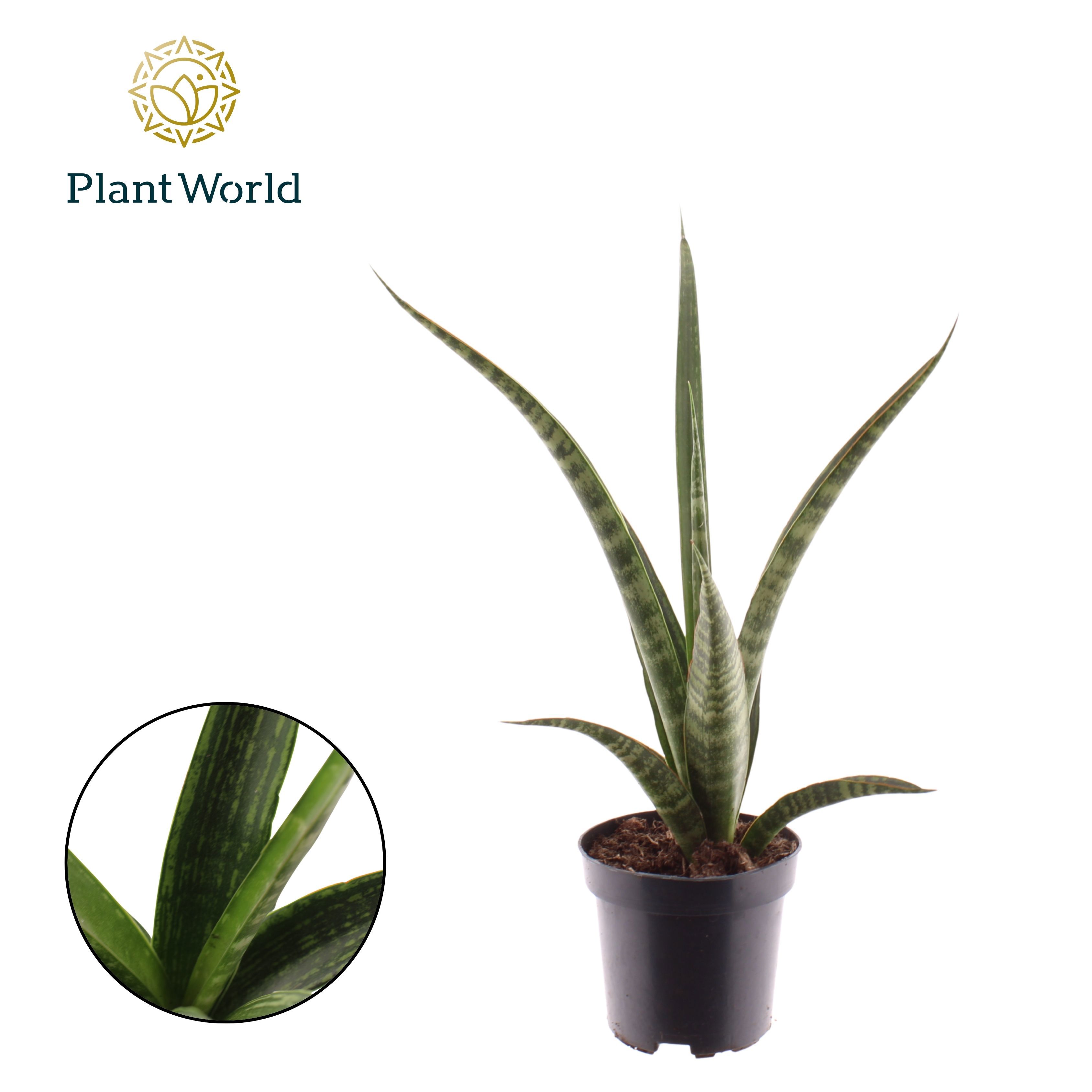 Горшечные цветы и растения оптом Sansevieria Trifasciata Megan от 8шт из Голландии с доставкой по России