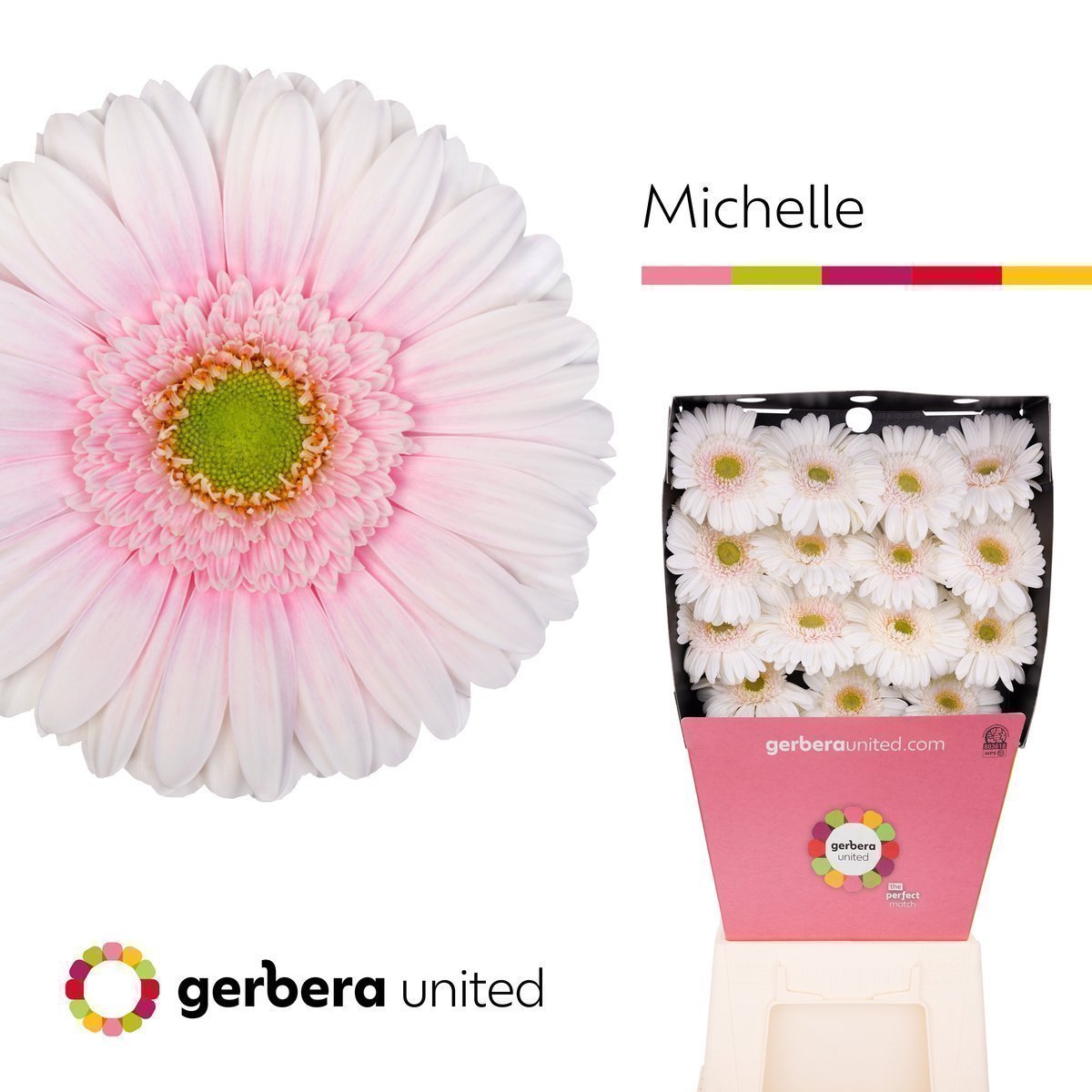Срезанные цветы оптом Gerbera diamond michelle от 30шт из Голландии с доставкой по России