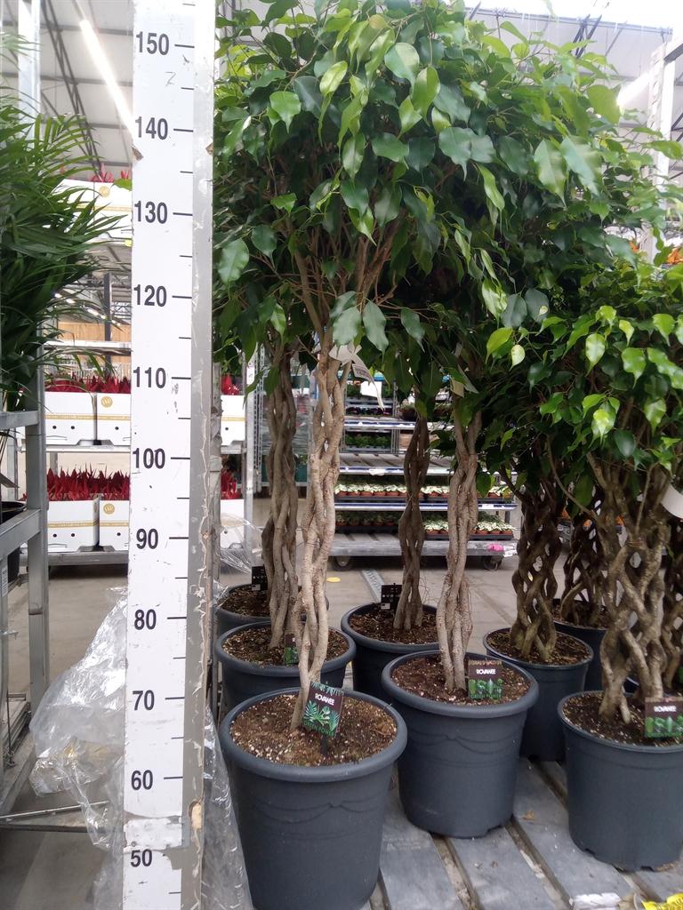 Горшечные цветы и растения оптом Ficus Be Exotica Twisted от 1шт из Голландии с доставкой по России