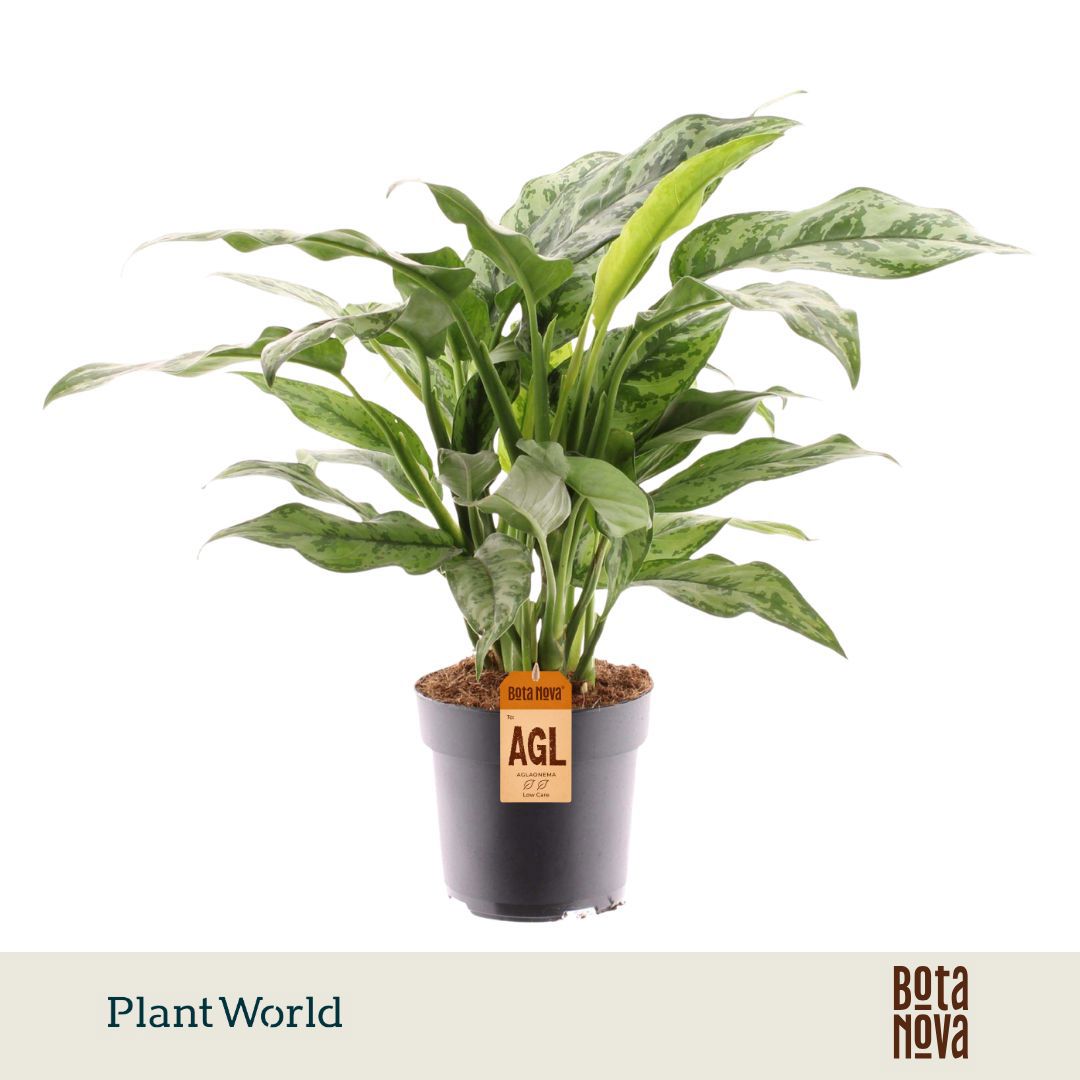 Горшечные цветы и растения оптом Aglaonema Romeo от 6шт из Голландии с доставкой по России