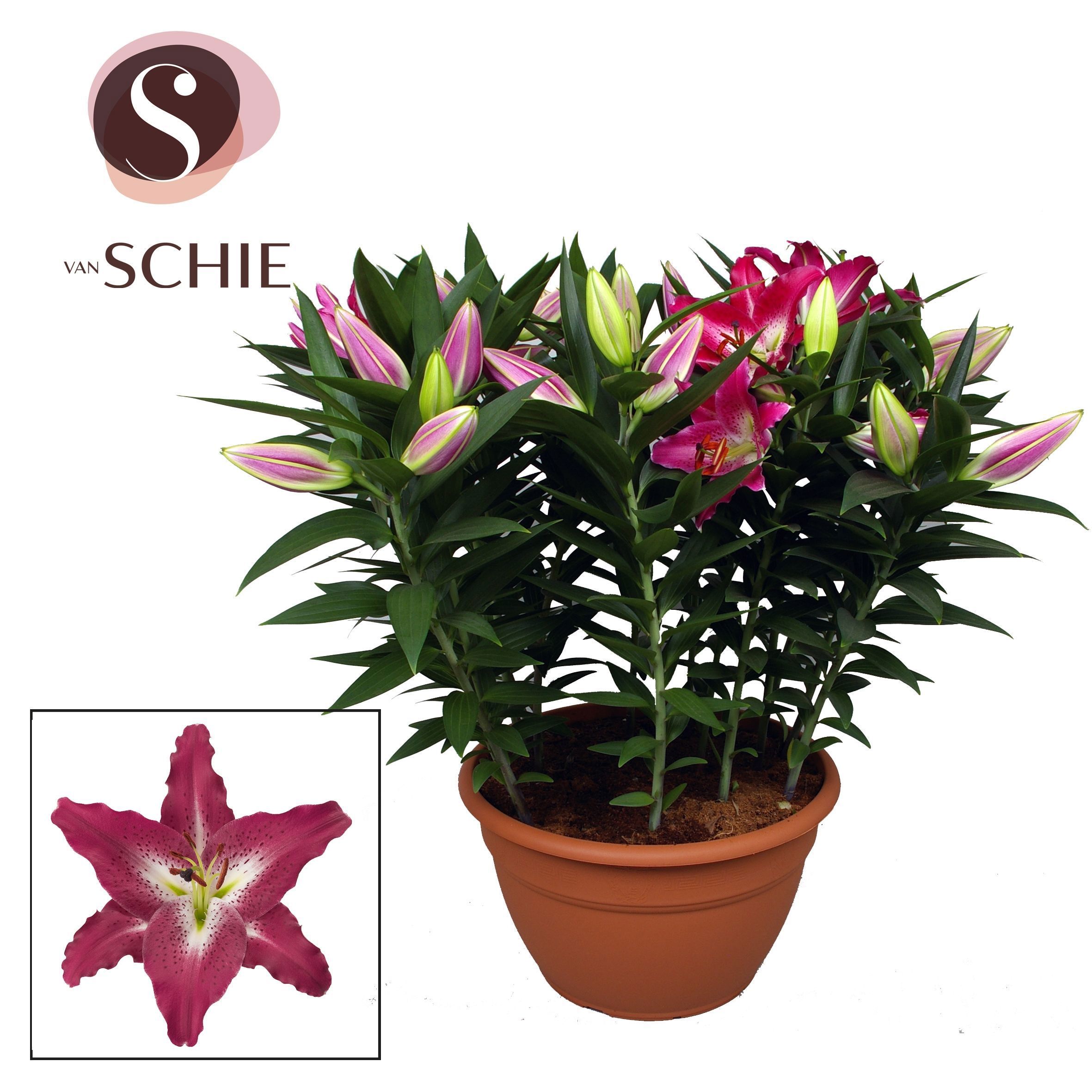 Горшечные цветы и растения оптом Lilium Or Entertainer Xl 15pp от 1шт из Голландии с доставкой по России
