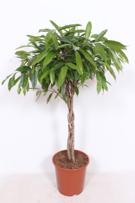 Горшечные цветы и растения оптом Ficus Bin Amstel King Twisted Stem от 1шт из Голландии с доставкой по России