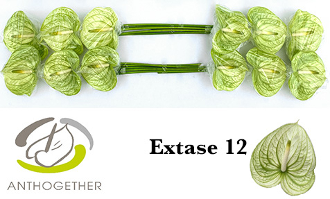 Срезанные цветы оптом Anthurium extase от 12шт из Голландии с доставкой по России