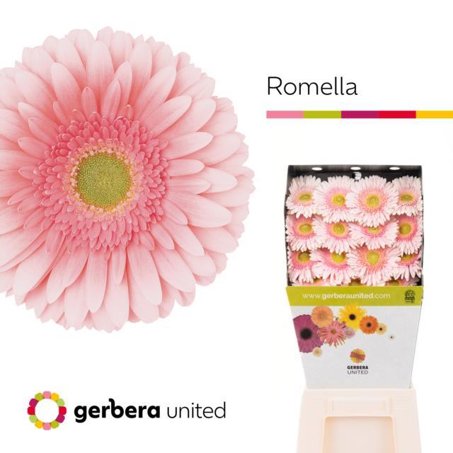 Срезанные цветы оптом Gerbera diamond romella от 45шт из Голландии с доставкой по России