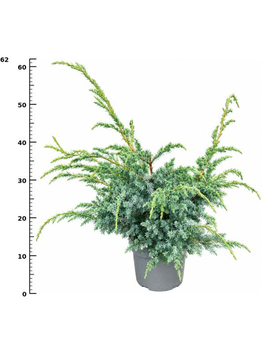 Горшечные цветы и растения оптом Juniperus Chin Blue Alps от 1шт из Голландии с доставкой по России