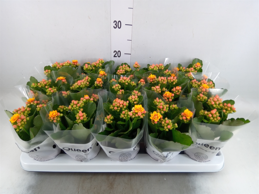 Горшечные цветы и растения оптом Kalanchoe   ... от 15шт (для телеги) из Голландии с доставкой по России