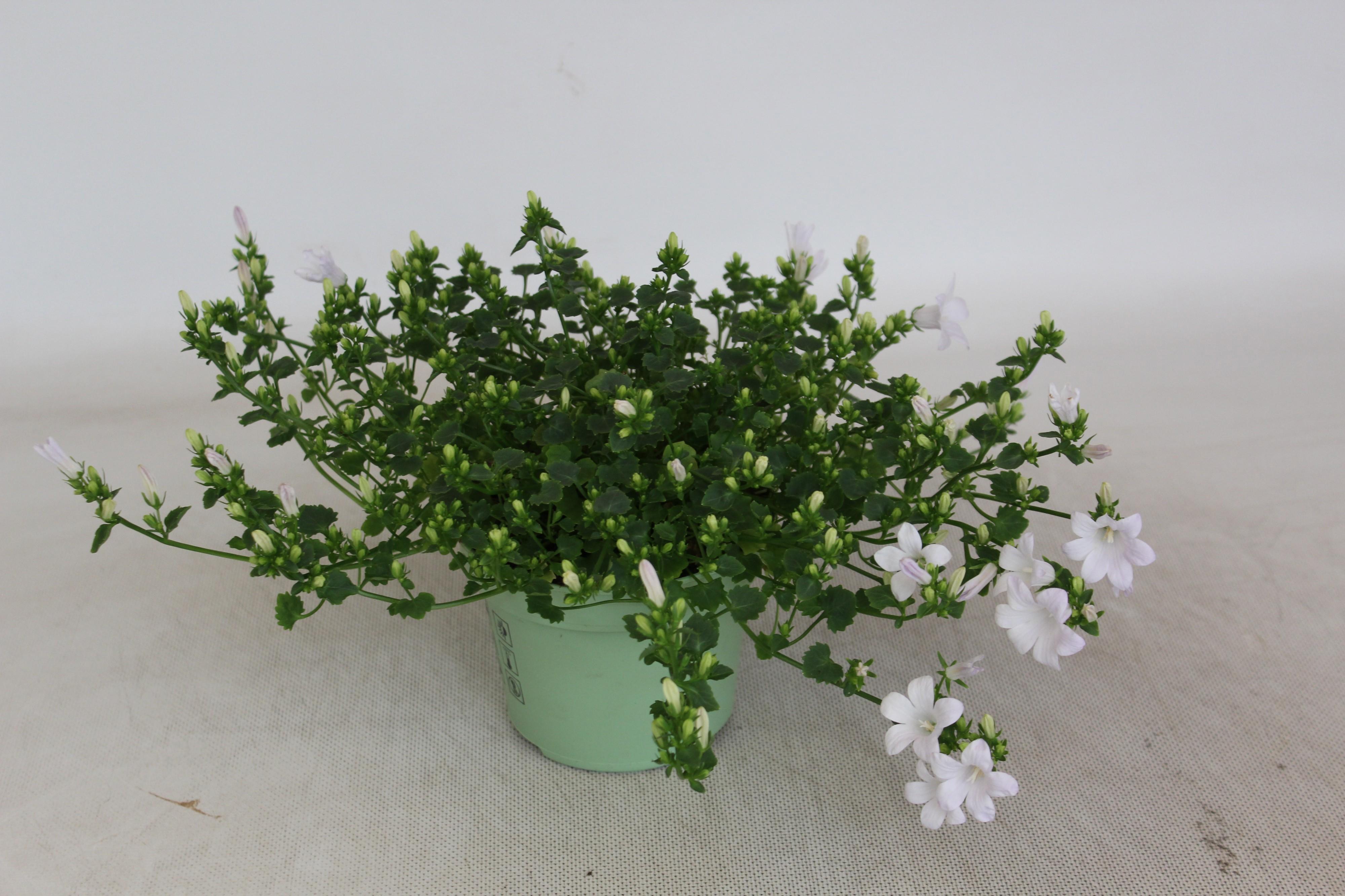 Горшечные цветы и растения оптом Campanula Wit Portenschlagiana Kosea Kane от 6шт (для телеги) из Голландии с доставкой по России