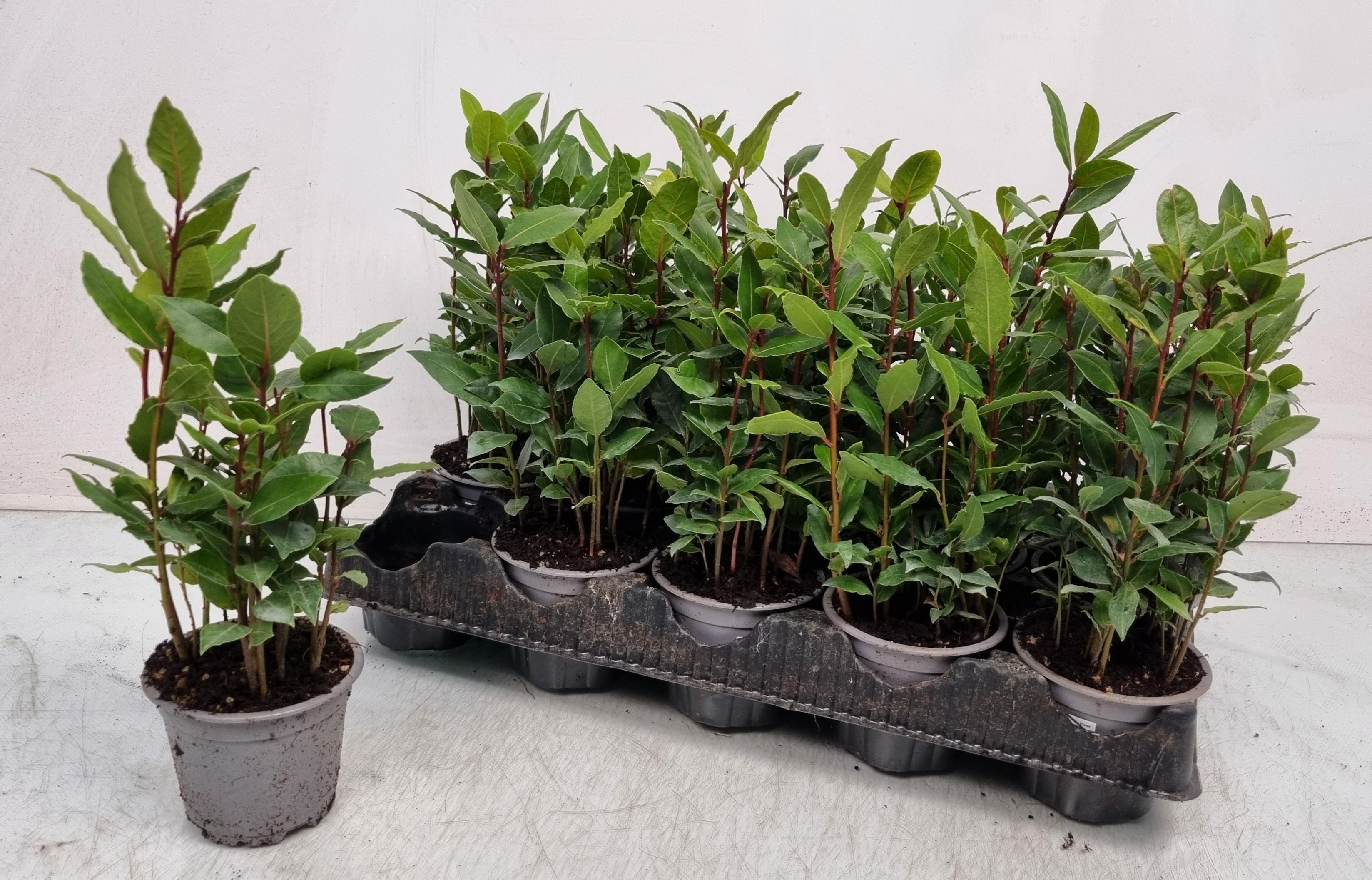 Горшечные цветы и растения оптом Lau Nobilis от 15шт из Голландии с доставкой по России