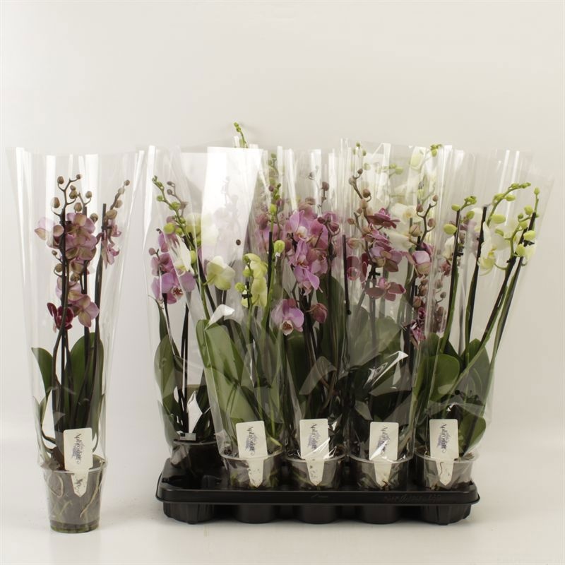 Горшечные цветы и растения оптом Phal Gem 5 Kl от 10шт из Голландии с доставкой по России