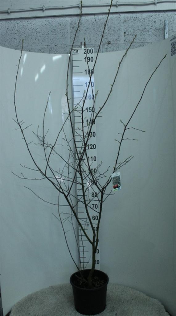 Горшечные цветы и растения оптом Amelanchier Lamarckii от 1шт из Голландии с доставкой по России