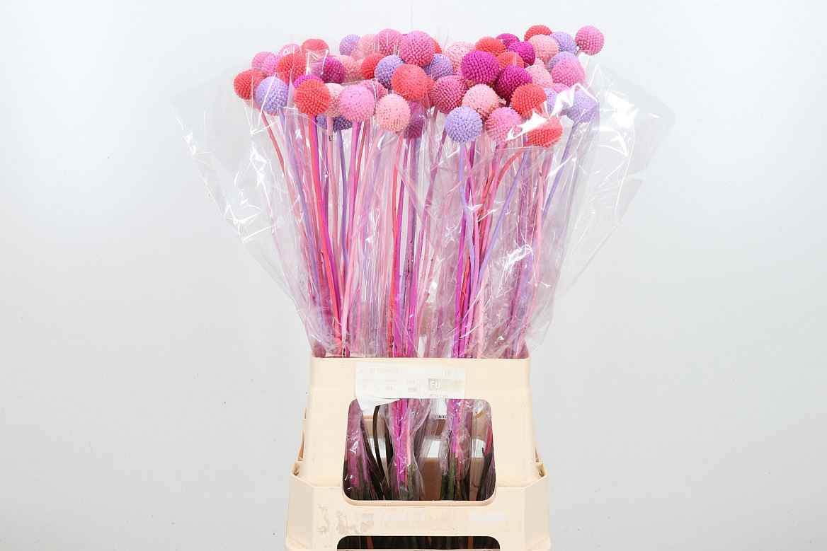 Срезанные цветы оптом Craspedia paint mix candy от 100шт из Голландии с доставкой по России
