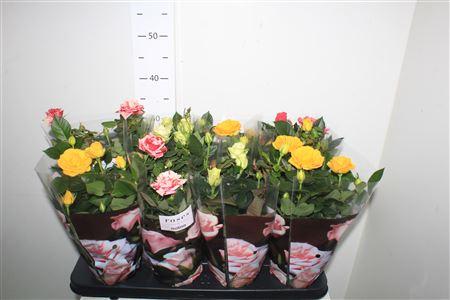 Горшечные цветы и растения оптом Ro Pathit Gem 4 Srt от 8шт из Голландии с доставкой по России