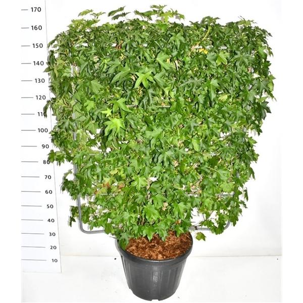 Горшечные цветы и растения оптом Liquidambar Styraciflua On Screen от 1шт (для телеги) из Голландии с доставкой по России