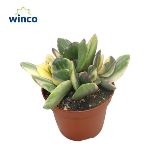 Горшечные цветы и растения оптом Crassula Ovata Variegata от 18шт (для телеги) из Голландии с доставкой по России