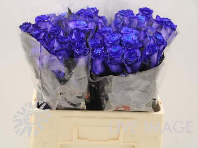 Срезанные цветы оптом Rosa large paint blue от 40шт из Голландии с доставкой по России
