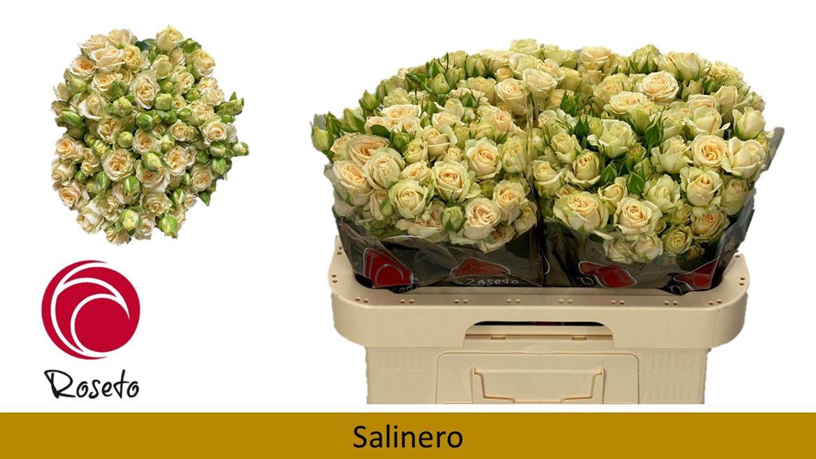 Срезанные цветы оптом Rosa spray salinero от 40шт из Голландии с доставкой по России