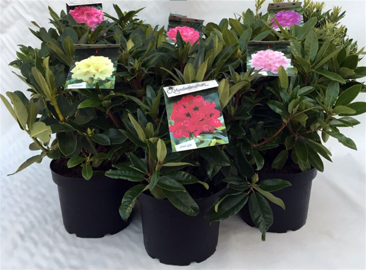 Горшечные цветы и растения оптом Rhodo Mix от 1шт из Голландии с доставкой по России