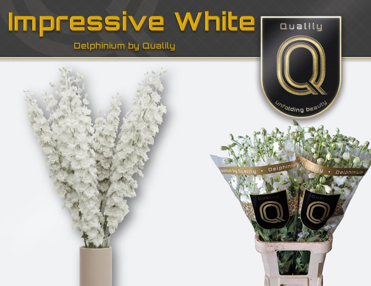Срезанные цветы оптом Delphinium do el dewi impressive white от 30шт из Голландии с доставкой по России