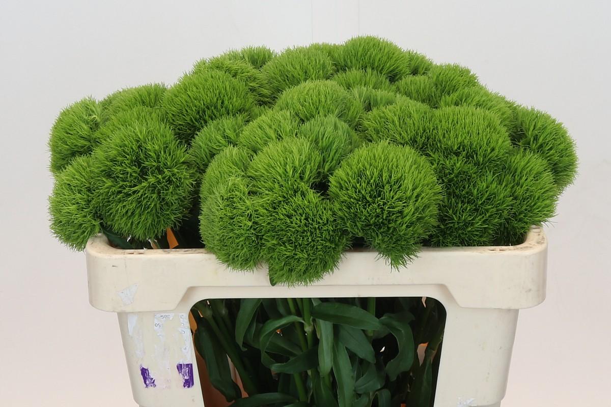 Срезанные цветы оптом Dianthus br kiwi mellow от 40шт из Голландии с доставкой по России