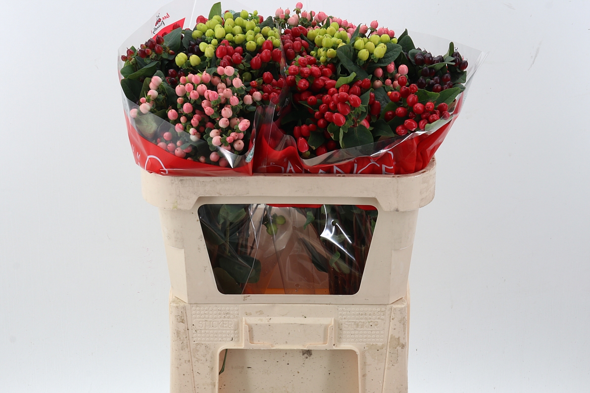 Срезанные цветы оптом Hypericum mix in bucket romance от 50шт из Голландии с доставкой по России