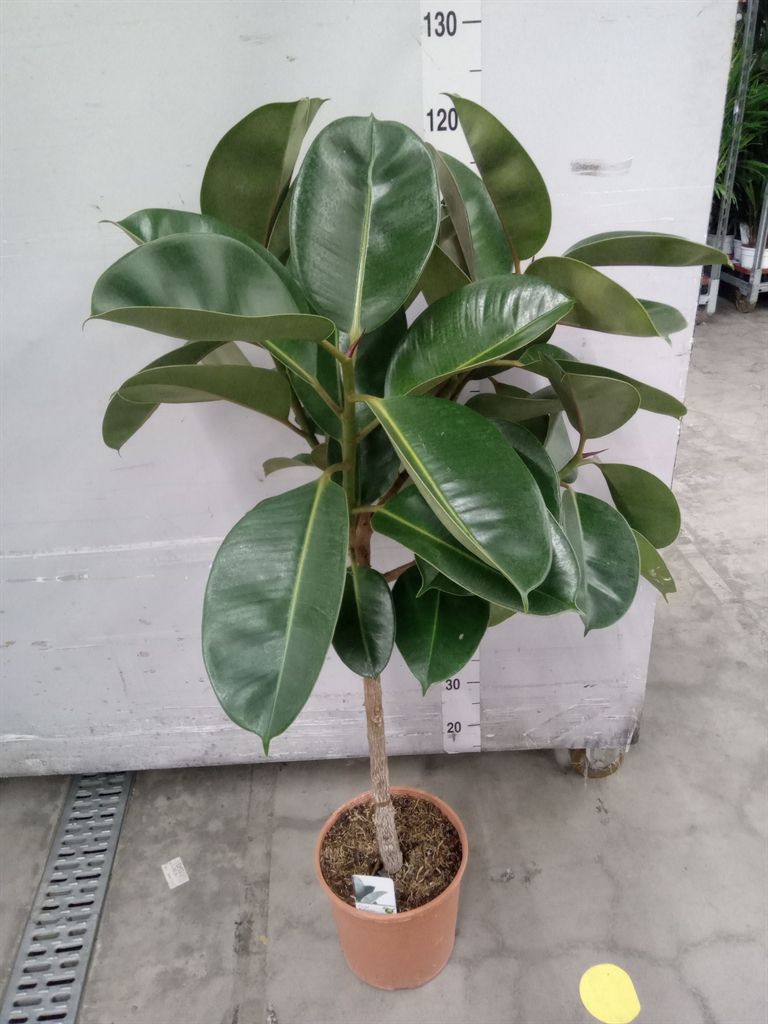 Горшечные цветы и растения оптом Ficus   ... от 1шт из Голландии с доставкой по России