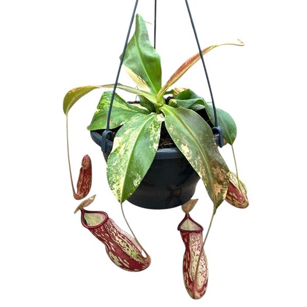 Горшечные цветы и растения оптом Nepenthes Gaya Variegata от 1шт из Голландии с доставкой по России Горшечные цветы и растения оптом Nepenthes Gaya Variegata от 1шт из Голландии с доставкой по России