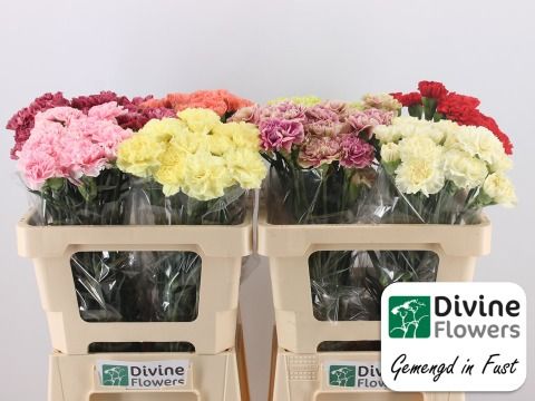 Срезанные цветы оптом Dianthus st mix in box от 80шт из Голландии с доставкой по России