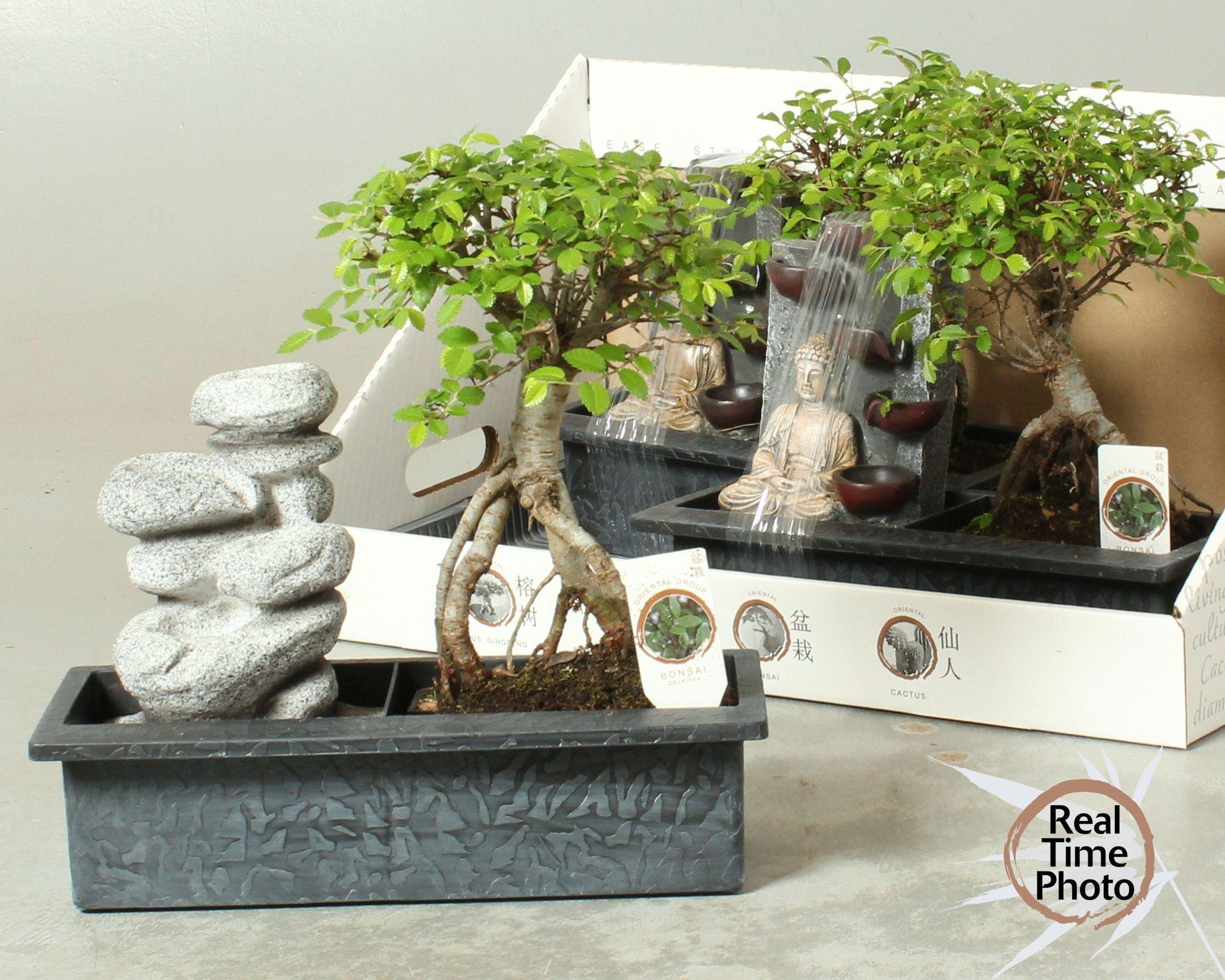 Горшечные цветы и растения оптом Bonsai Gem от 3шт из Голландии с доставкой по России