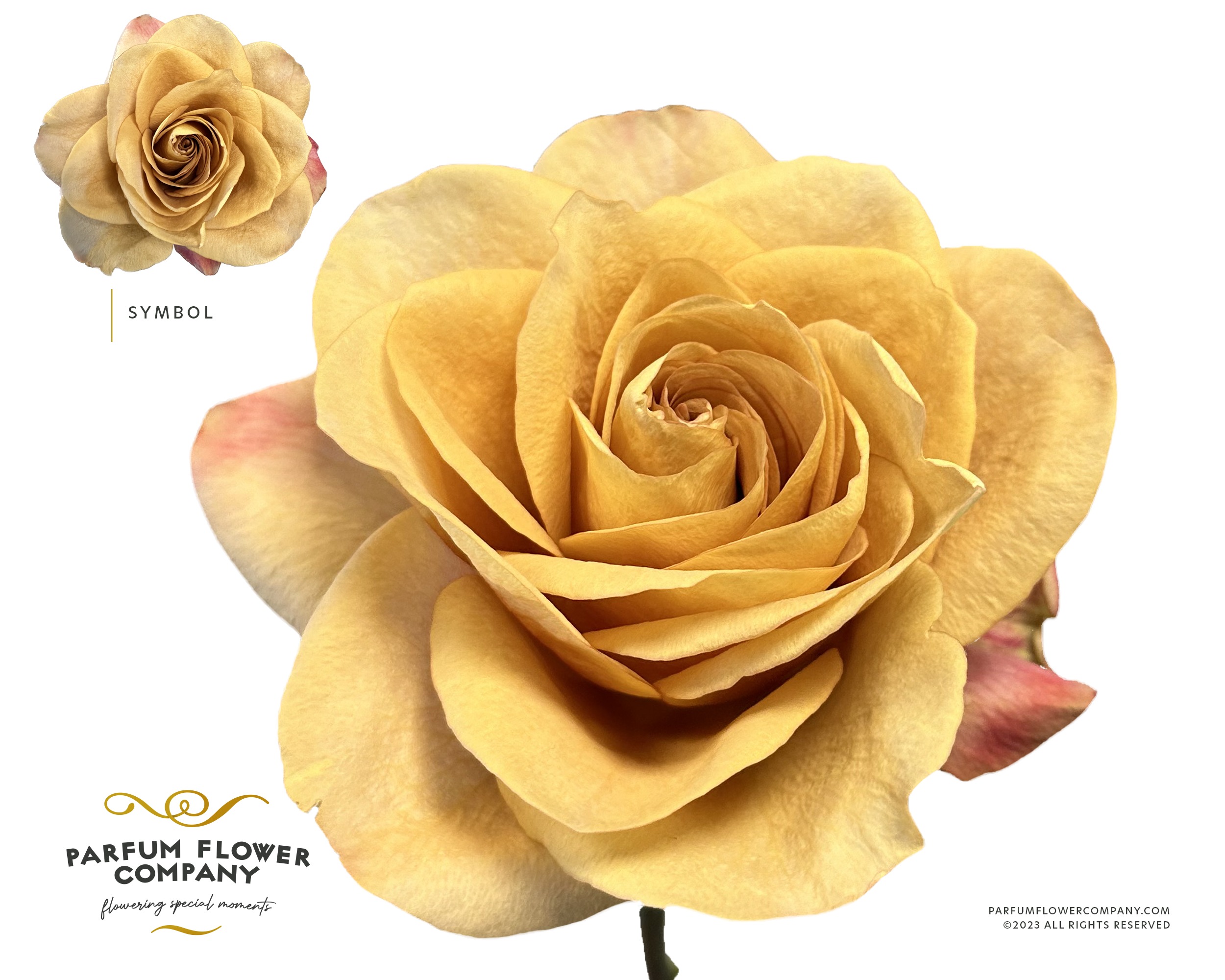 Срезанные цветы оптом Rosa garden symbol от 24шт из Голландии с доставкой по России
