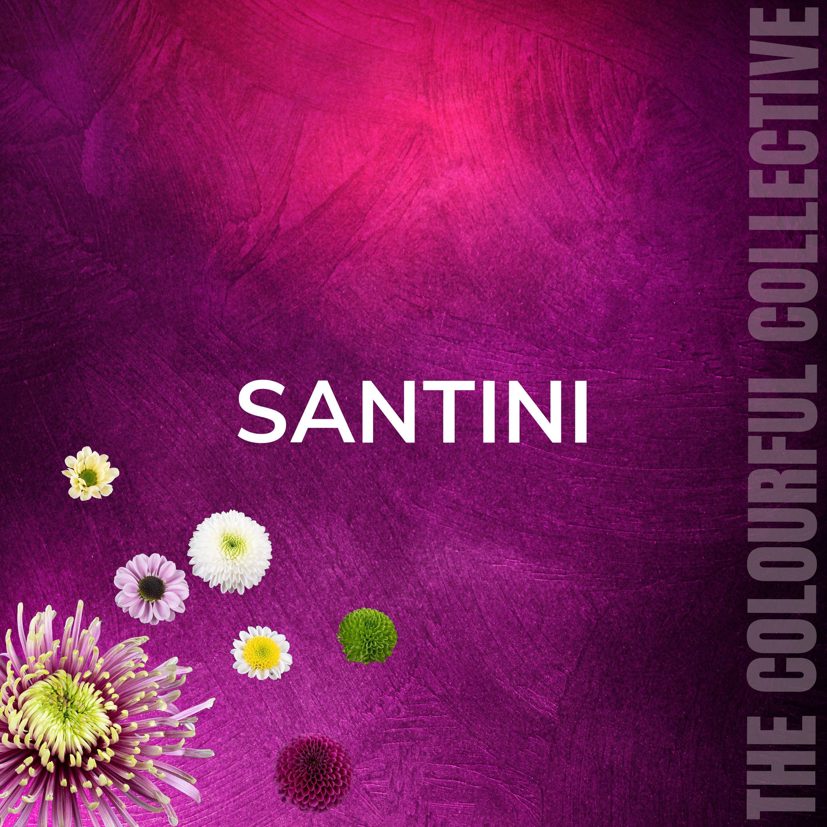 Срезанные цветы оптом Chrysanthemum (Indicum Grp) tros santini Floky от 75шт из Голландии с доставкой по России