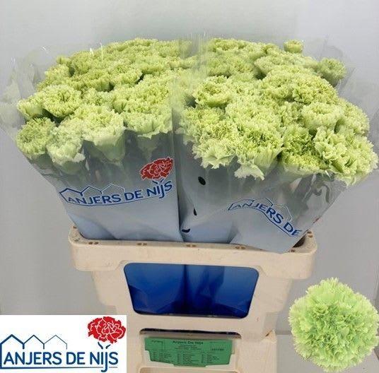 Срезанные цветы оптом Dianthus st goblin от 80шт из Голландии с доставкой по России