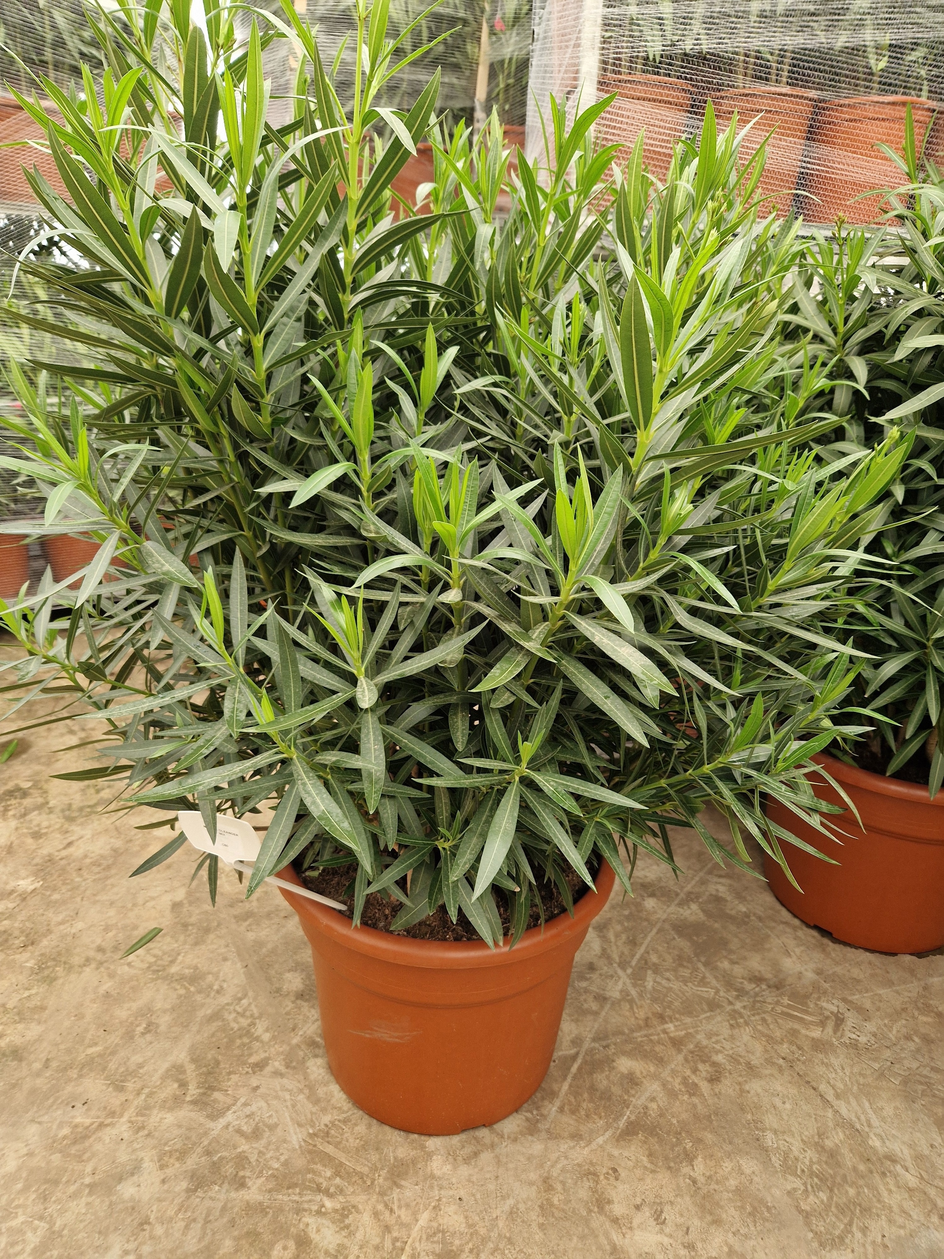 Горшечные цветы и растения оптом Neri Oleander от 1шт из Голландии с доставкой по России