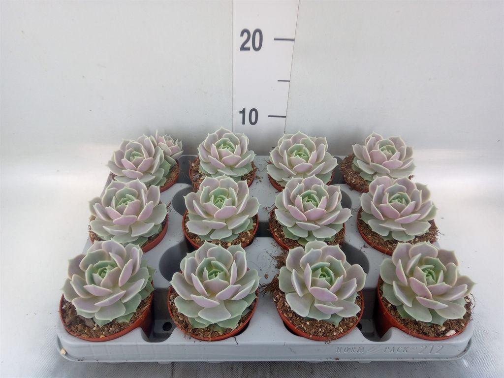 Горшечные цветы и растения оптом Echeveria   ... от 12шт (для телеги) из Голландии с доставкой по России