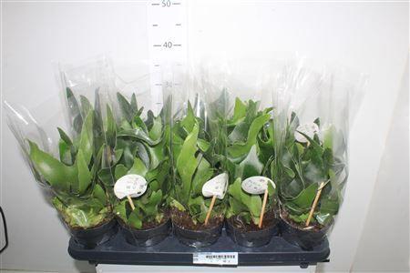 Горшечные цветы и растения оптом Platyc Bifurcatum от 10шт из Голландии с доставкой по России