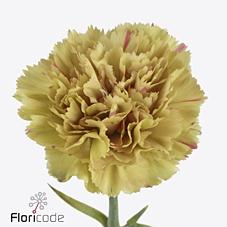 Срезанные цветы оптом Dianthus st happy haru от 80шт из Голландии с доставкой по России