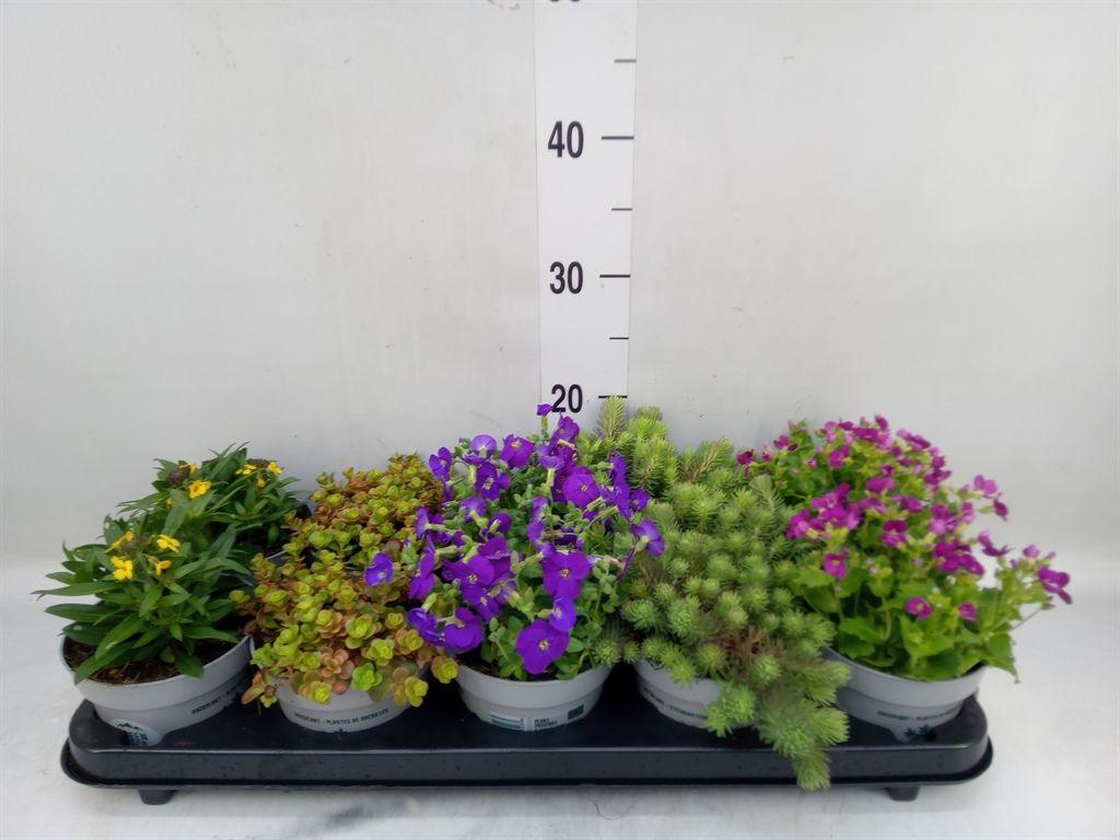 Горшечные цветы и растения оптом Rotsplanten   ...mix   [rock Plant] от 10шт из Голландии с доставкой по России