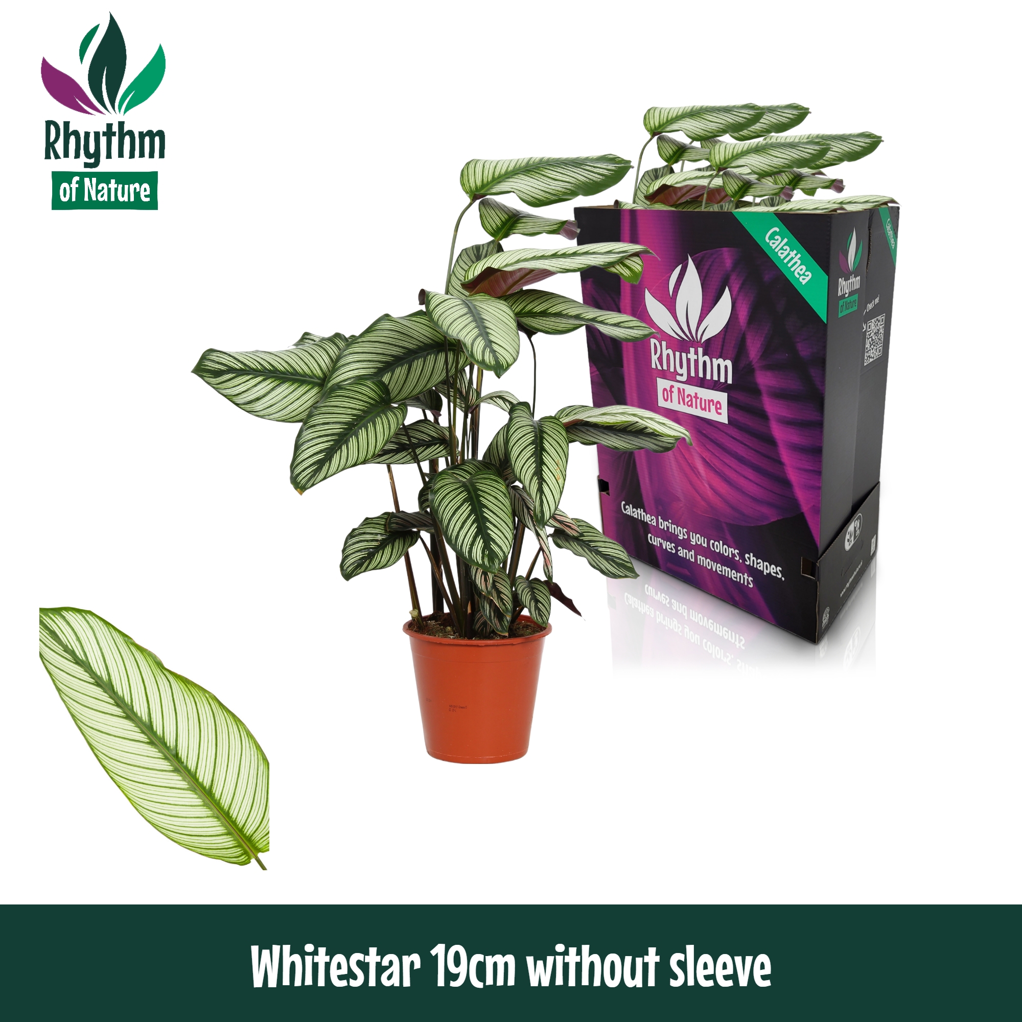 Горшечные цветы и растения оптом Calathea Whitestar от 5шт из Голландии с доставкой по России