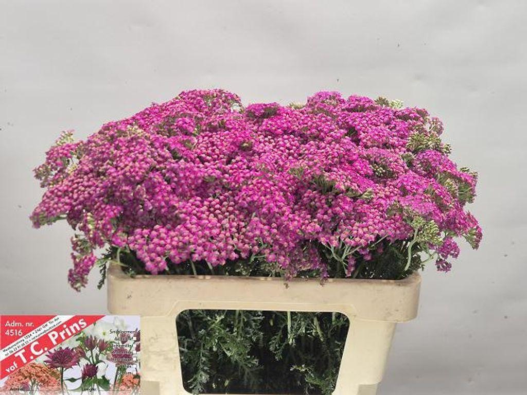 Срезанные цветы оптом Achillea masterclass purple от 50шт из Голландии с доставкой по России