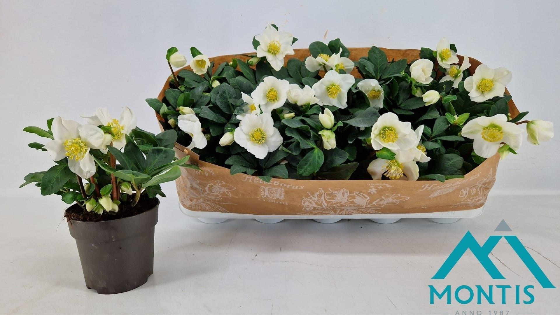 Горшечные цветы и растения оптом Helleborus Nig. Christmas Carol от 10шт из Голландии с доставкой по России