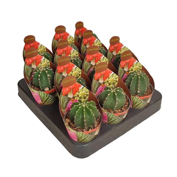 Горшечные цветы и растения оптом Echinocereus Subinermis Potcover от 12шт (для телеги) из Голландии с доставкой по России